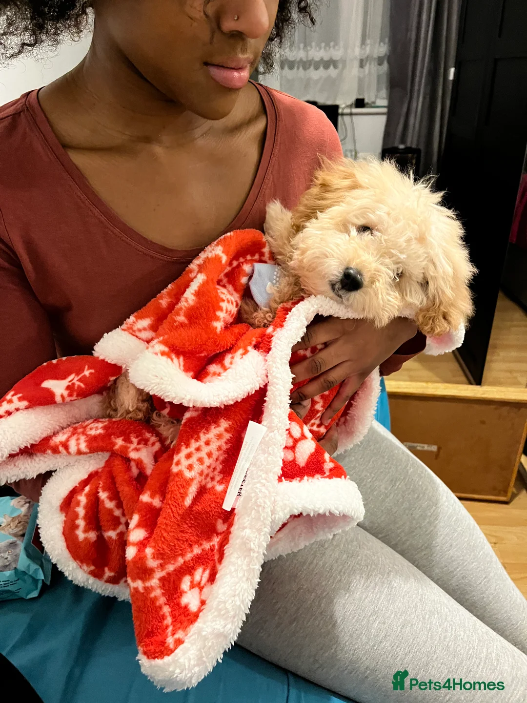 Toy Poodle dogs for sale: Pure bred Toy poodle (rehome)! - Advert 2