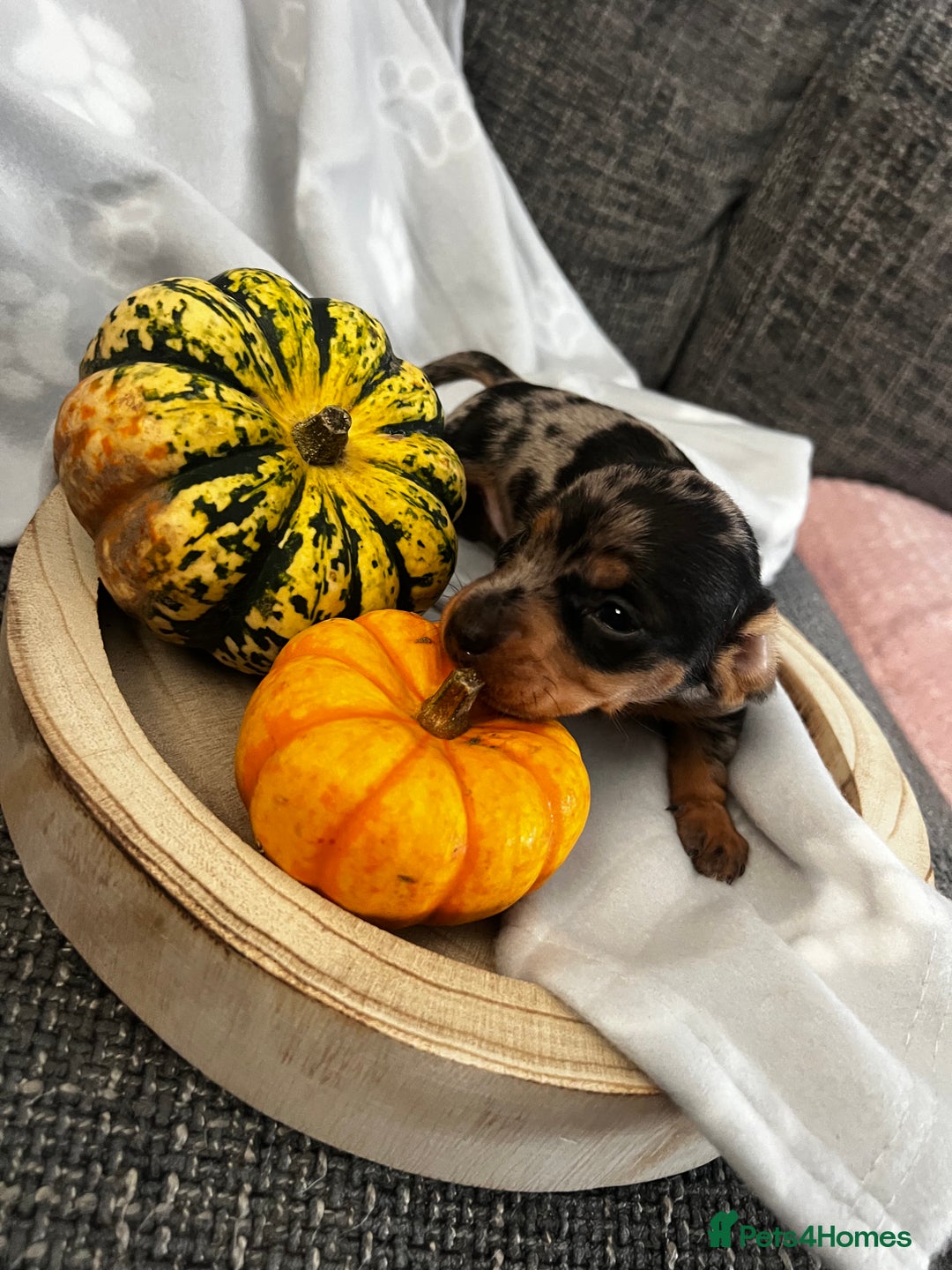 Miniature Dachshund dogs for sale: REDUCED One female stunning miniature dachshund - Advert 8