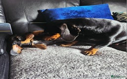 Dachshund dogs for sale: Last Gorgeous Playful Dachshund Pup – Ready to Go - Image 10