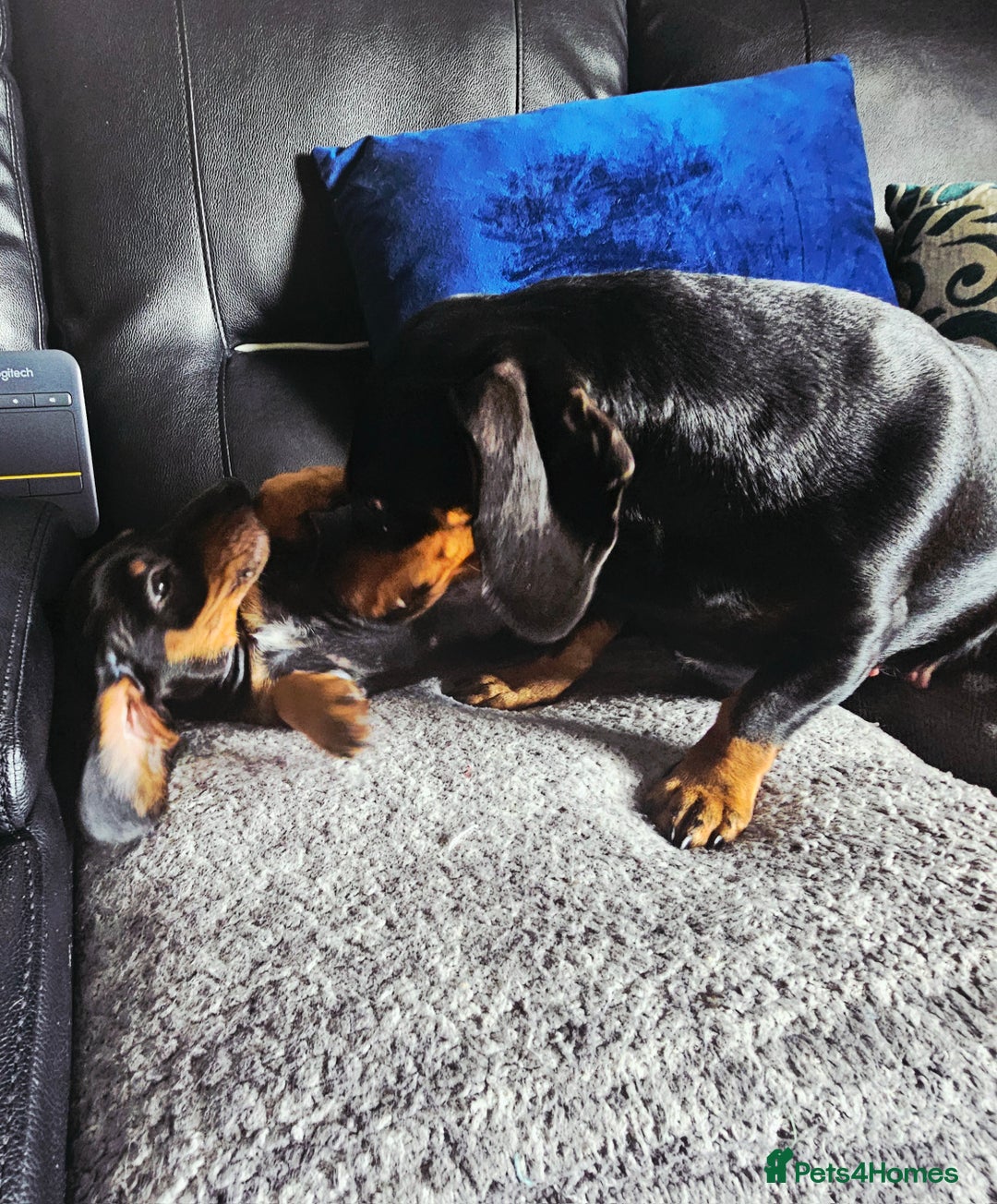 Dachshund dogs for sale: Last Gorgeous Playful Dachshund Pup – Ready to Go - Image 10