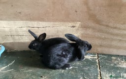 Flemish rabbits for sale: FLEMISH GIANT,CROSS - Advert 14