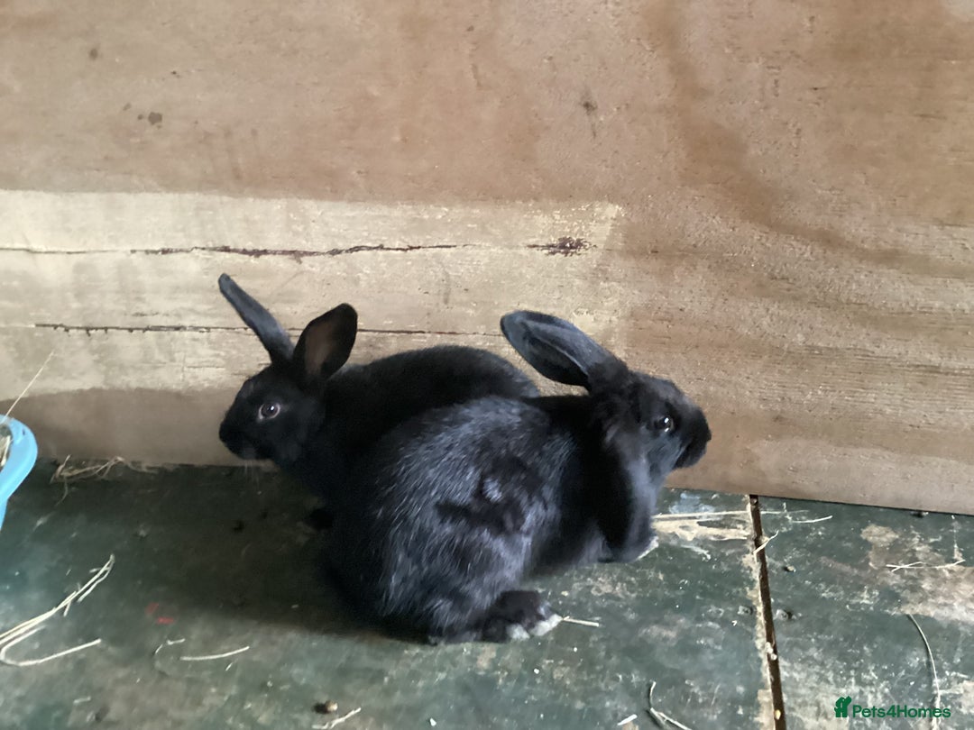 Flemish rabbits for sale: FLEMISH GIANT,CROSS - Advert 14