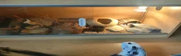Gecko reptiles for sale: Leopard gecko  in Rowley Regis - Advert 4