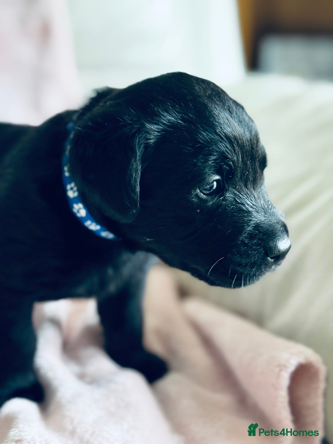 Labrador Retriever dogs for sale: Perfect Litter of 5th Generation Labrador Puppies - Advert 13