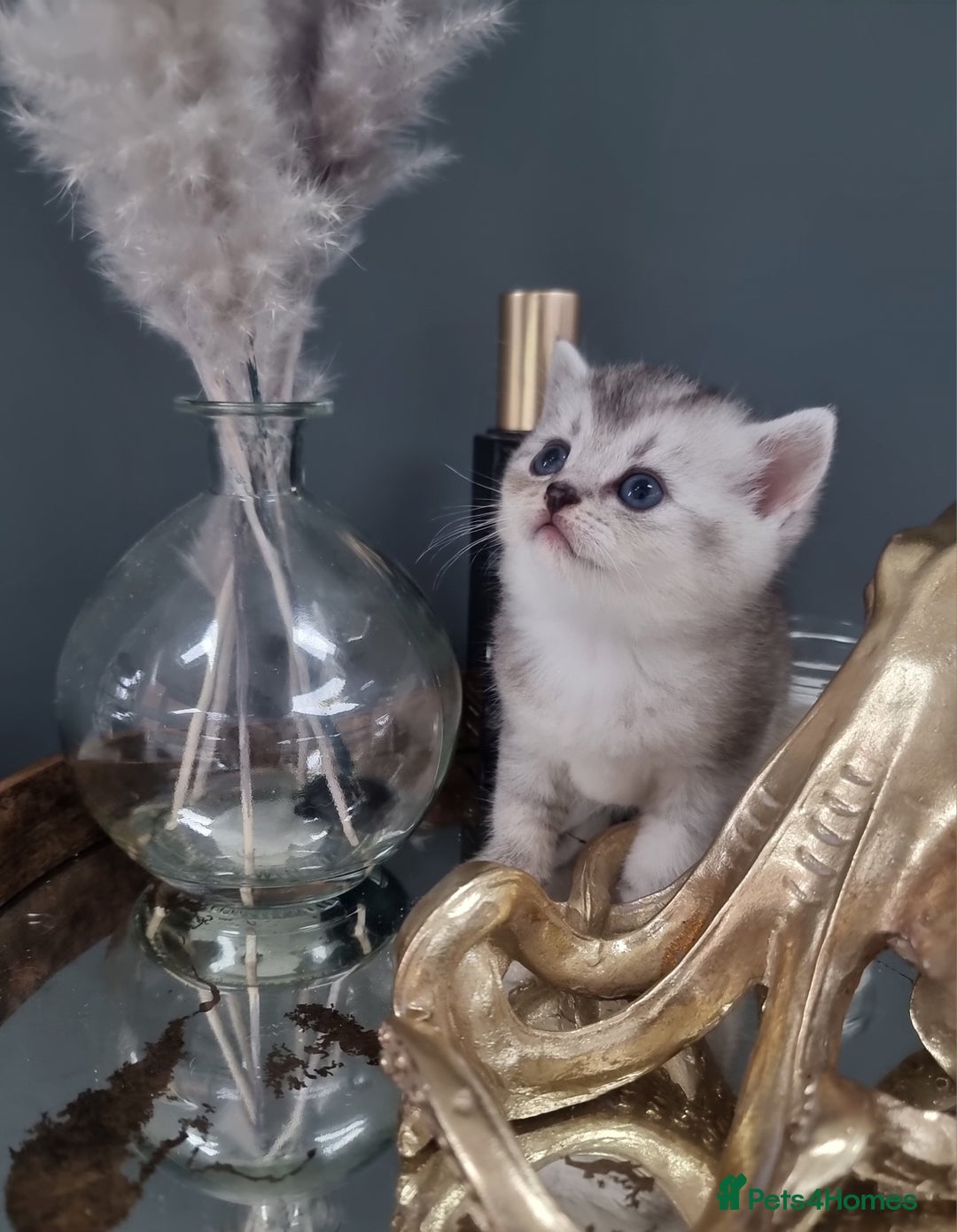 British Shorthair cats for sale: Blue eyed Silver tabby shaded BSH x Russian blue  - Image 2