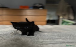 Domestic Shorthair cats for sale: 6 beautiful kittens - Image 10