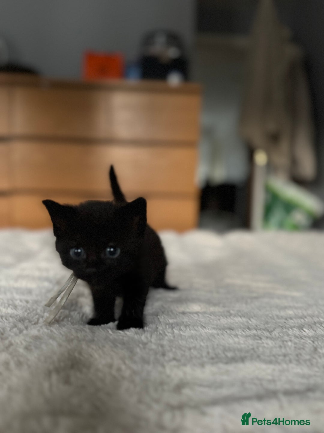 Domestic Shorthair cats for sale: 6 beautiful kittens - Image 10