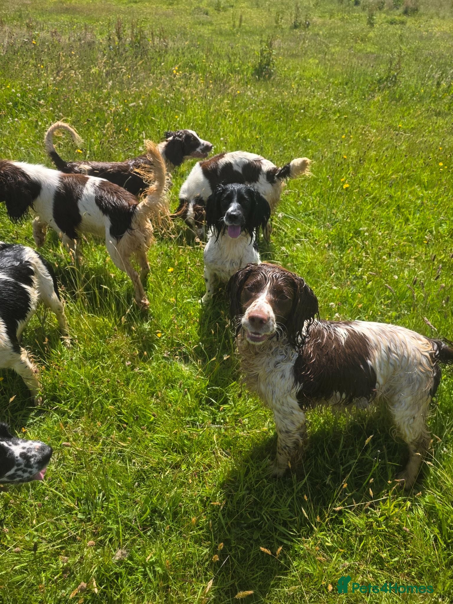 English Springer Spaniel dogs ⭐️ KC Home Reared Tested Springer Pups ⭐️ - Advert 2
