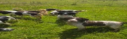 English Springer Spaniel dogs for sale: ⭐️ KC Home Reared Tested Springer Pups ⭐️ - Advert 5