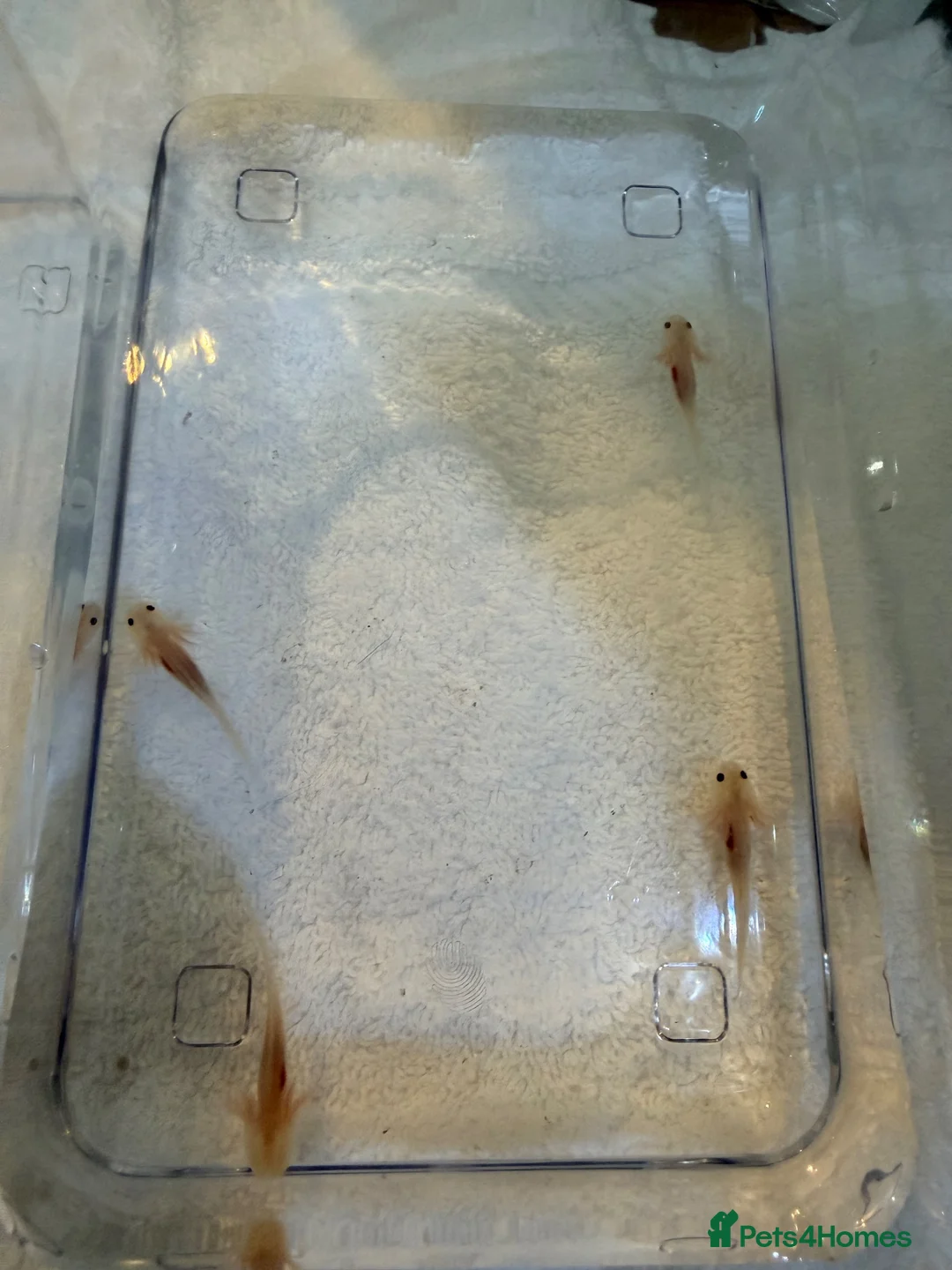 Axolotl reptiles for sale: Axolotl juveniles  in Slough - Advert 2