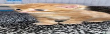 Bengal 3