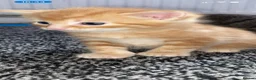 Bengal cats for sale: quarter bengal kittens  - Advert 3