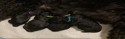 Labradoodle dogs for sale: Beautiful black F2 Labradoodles in Crewe in Crewe - Advert 12