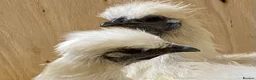 Chickens poultry for sale: Silkie  - Advert 23
