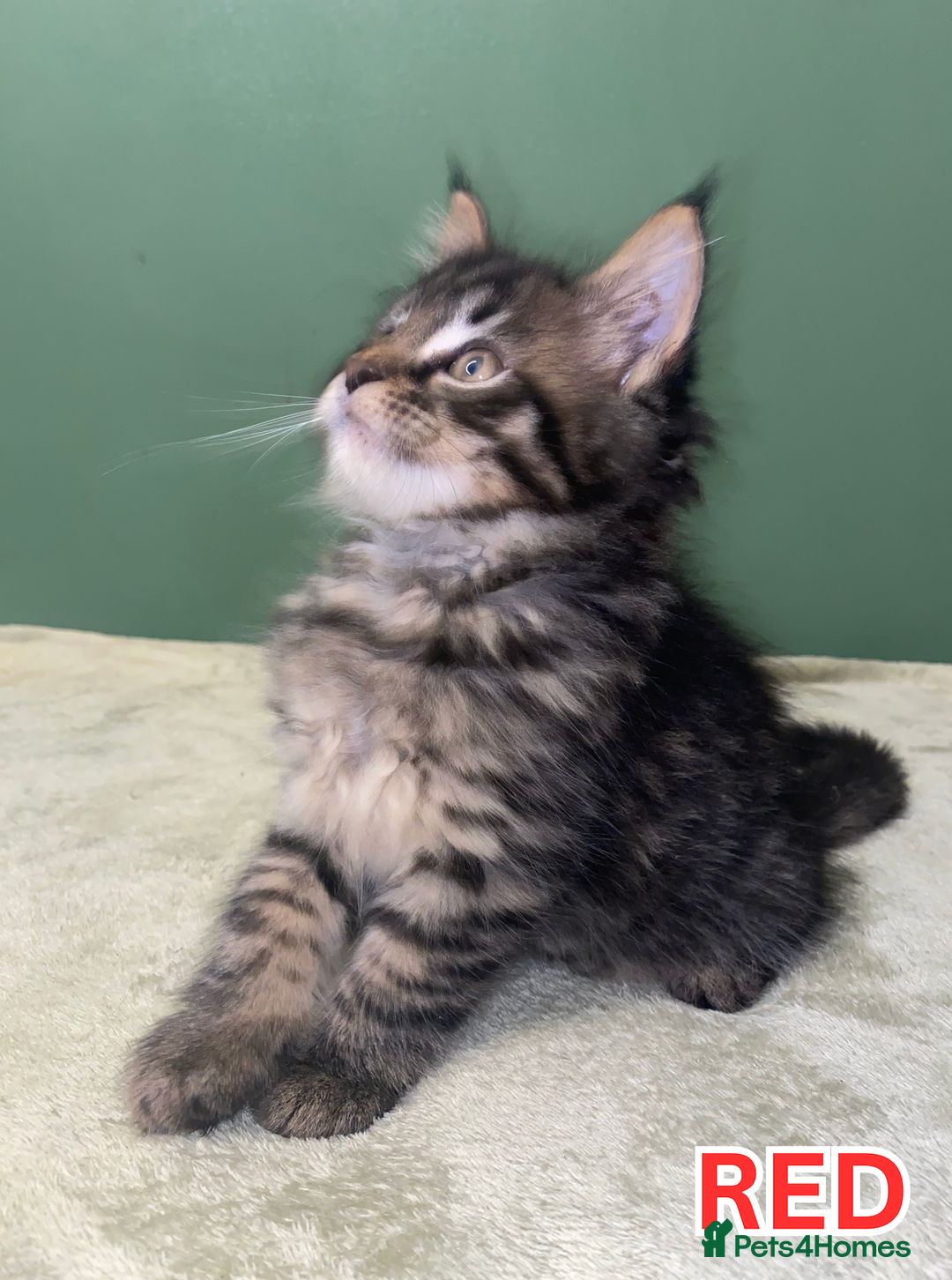 Maine Coon cats for sale: Maine Coon Cross Kittens Ready for Homes! - Advert 14