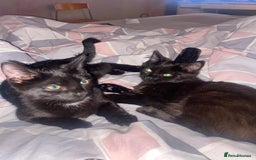 American Shorthair cats for sale: Cats  - Image 1