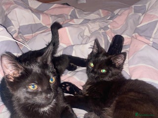 American Shorthair cats - Advert 5
