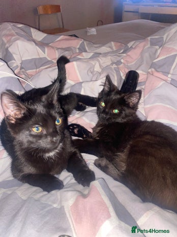 American Shorthair cats - Advert 10