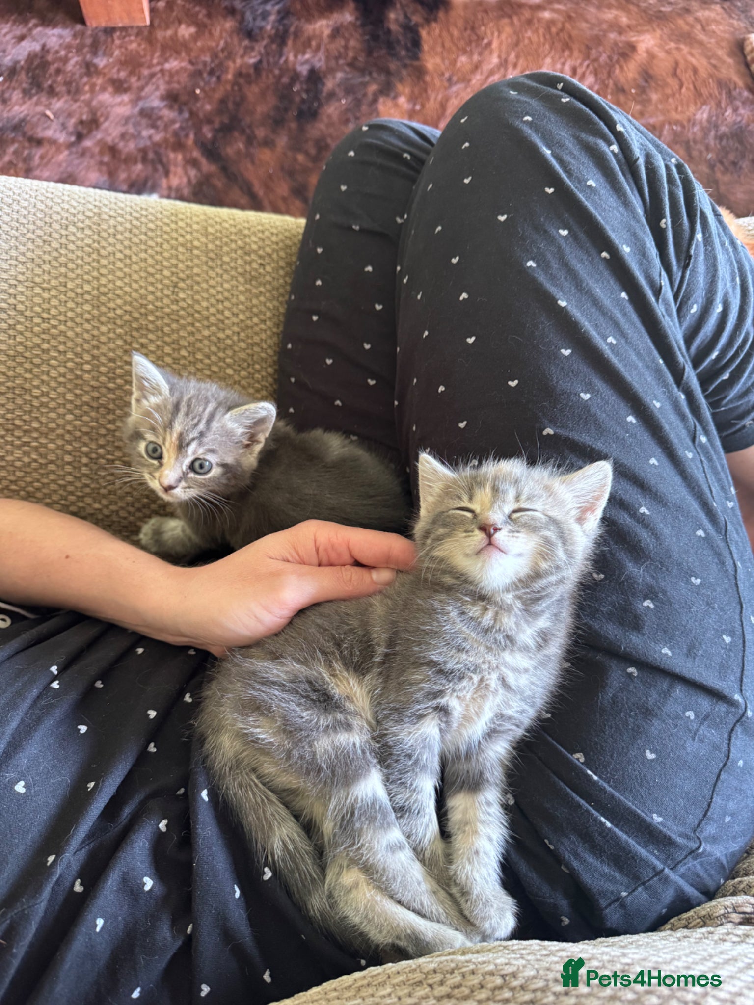 Mixed Breed cats for sale: Gorgeous fluffy affectionate kittens  in Cirencester - Advert 5