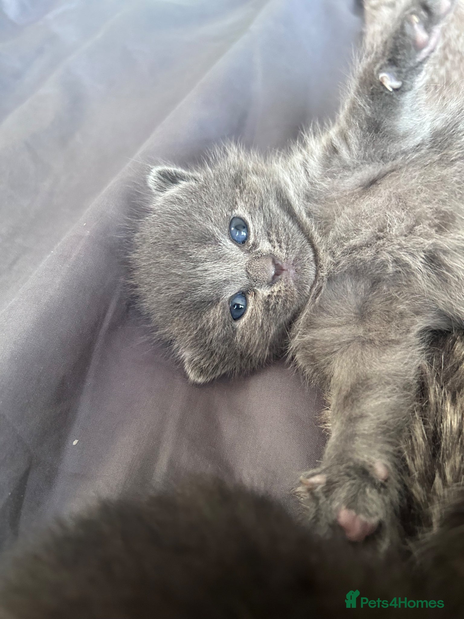 British Shorthair cats for sale: 5 British shorthair kittens  - Advert 19