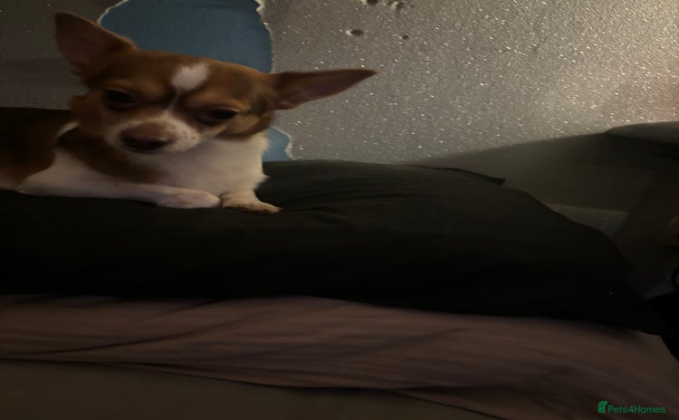 Mixed Breed dogs Hello im cash!  - Advert 1