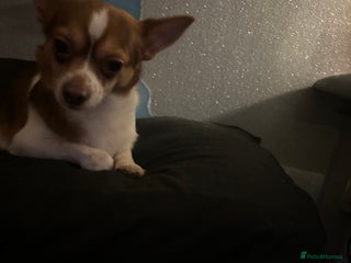 Mixed Breed dogs Hello im cash! - Advert 1