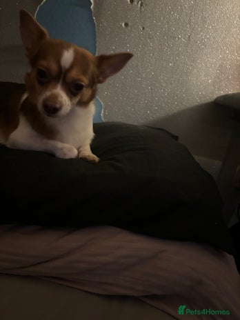 Mixed Breed dogs Hello im cash! - Advert 1