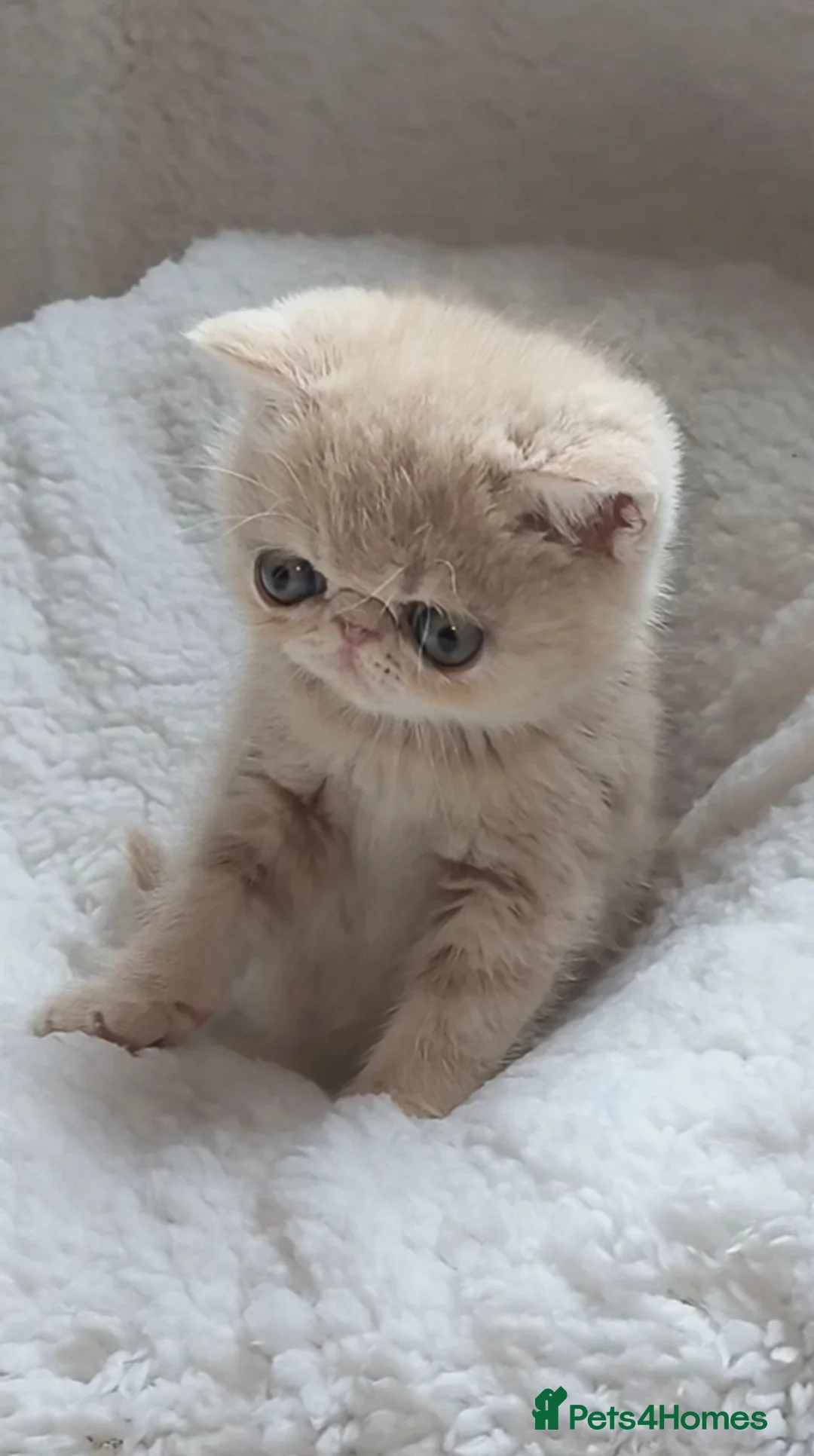 Exotic cats for stud: STUNNING EXOTIC STUD  in Barnsley - Advert 2