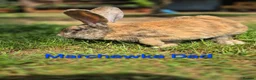 Continental Giant rabbits for sale: Pure Continental Giant Vaccinated  - Advert 30