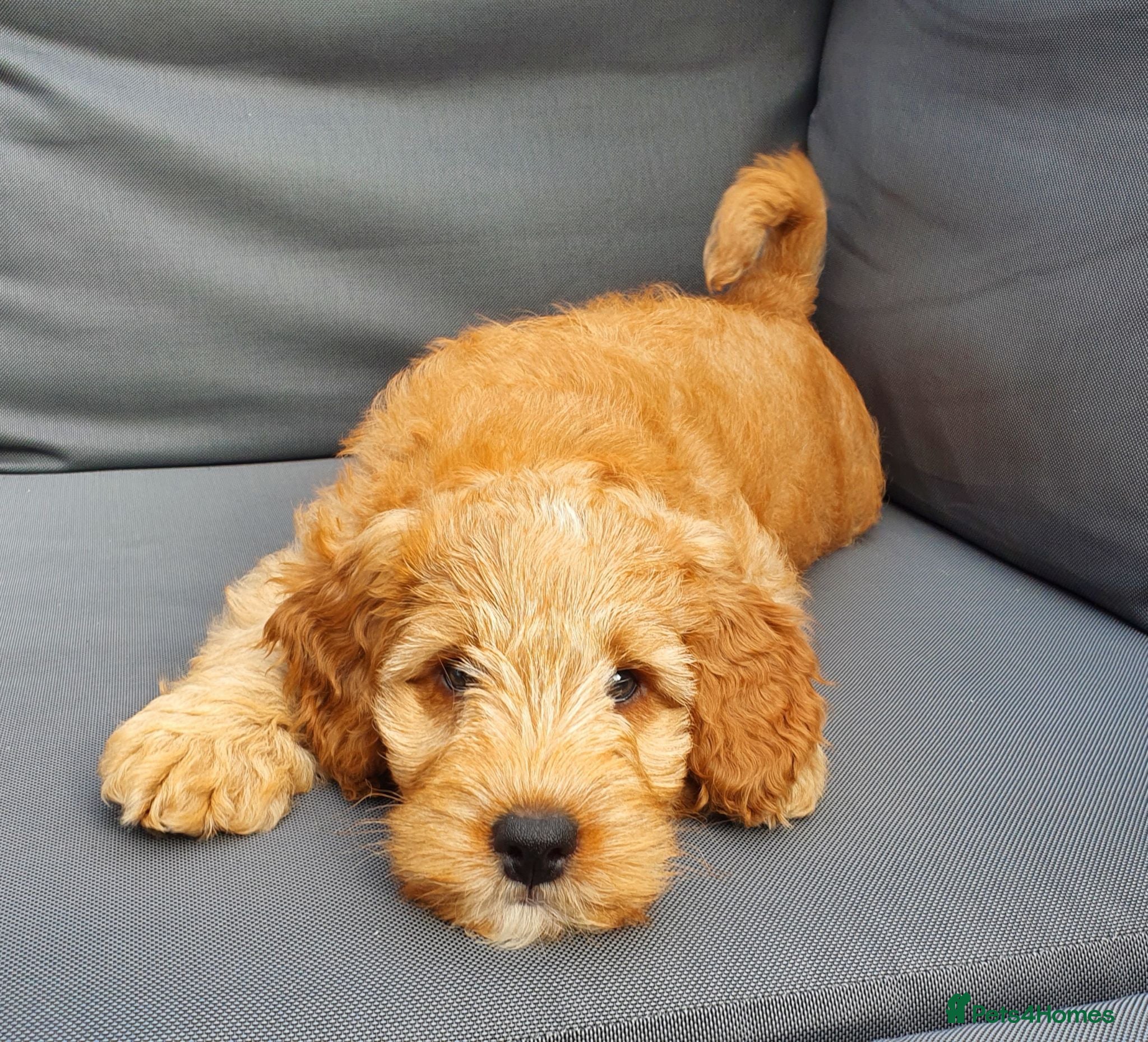 Australian Labradoodle dogs Health tested Australian Double Doodle  - Advert 2