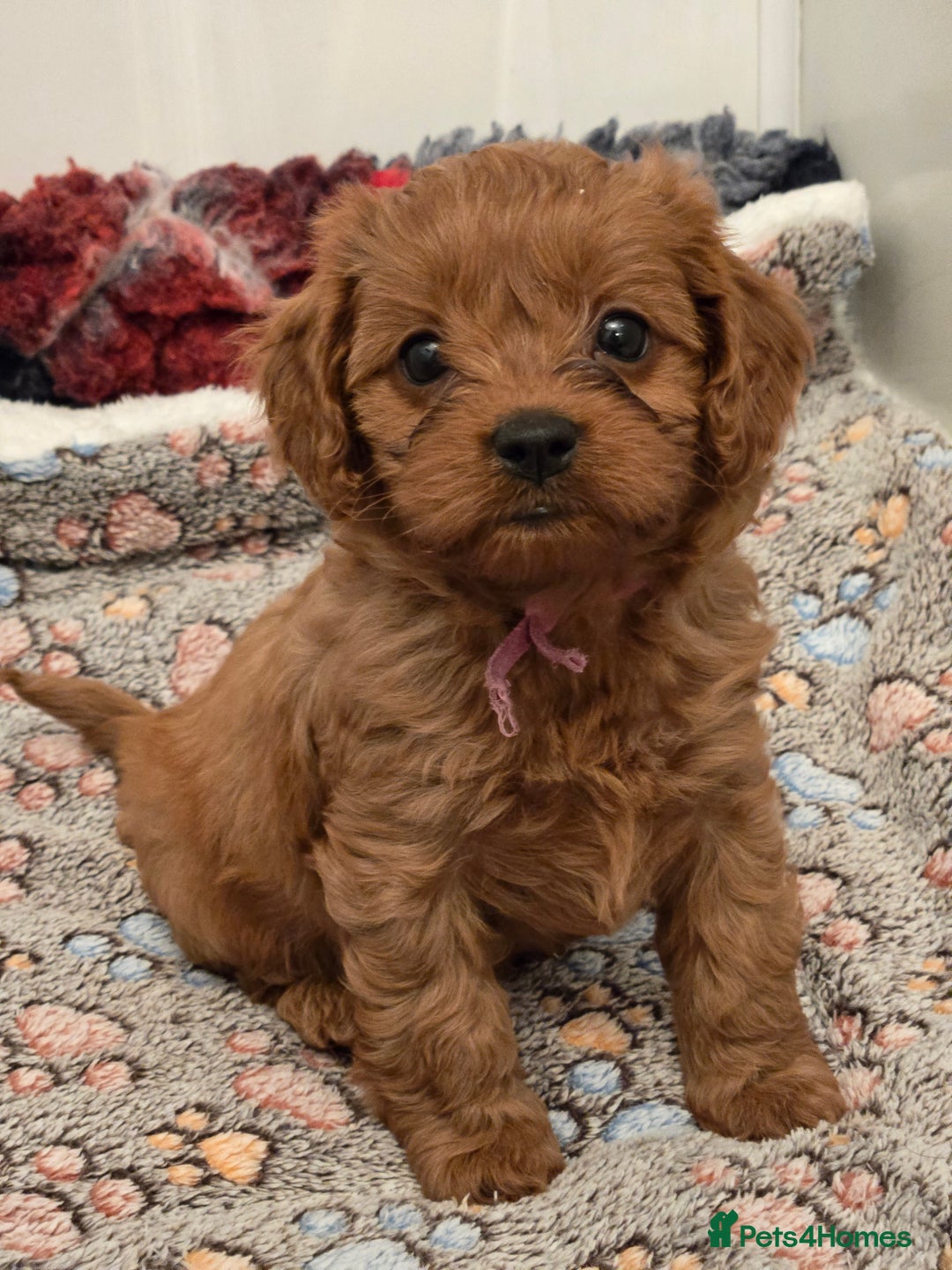 Cavapoo dogs for sale: Gorgeous Red Cavapoo Puppies - Advert 5