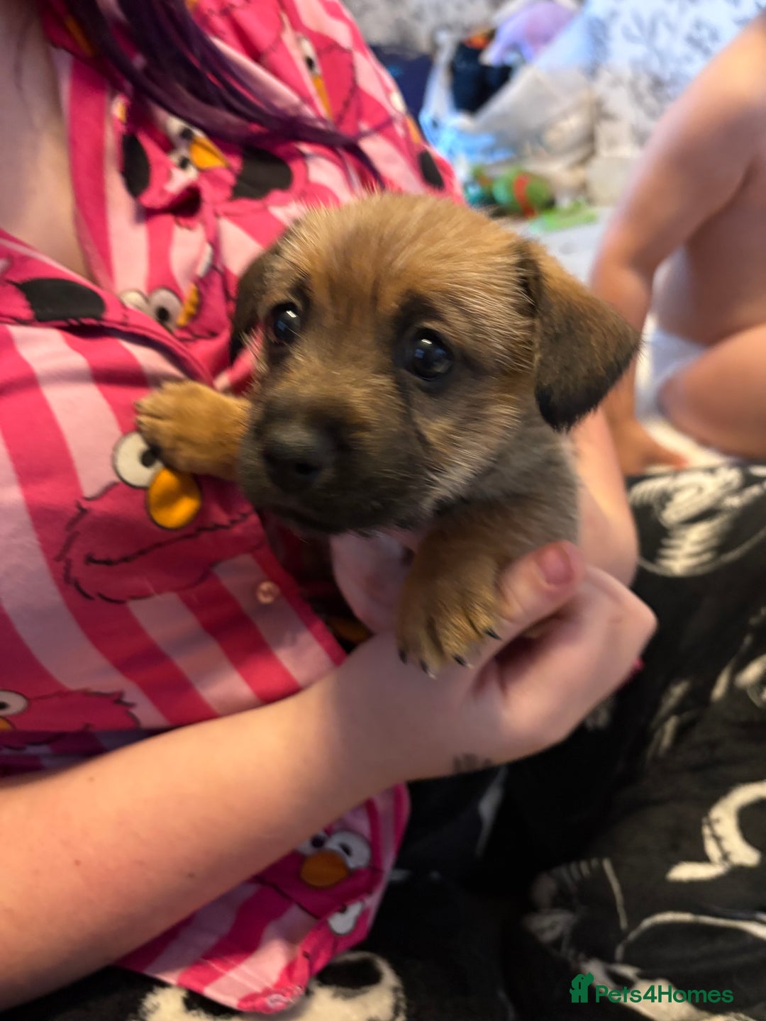 Jack Russell dogs for sale: Jack Russell puppies  - Advert 6