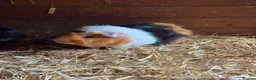 Guinea Pig rodents for sale: Guinea pig for sale  in Erith - Advert 1
