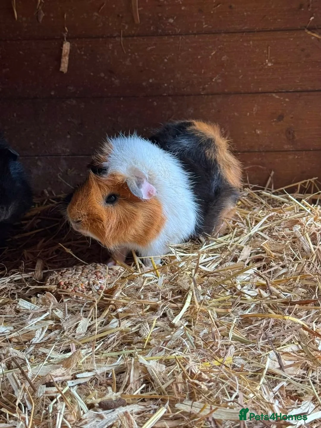 Guinea Pig rodents for sale: Guinea pig for sale  in Erith - Advert 1