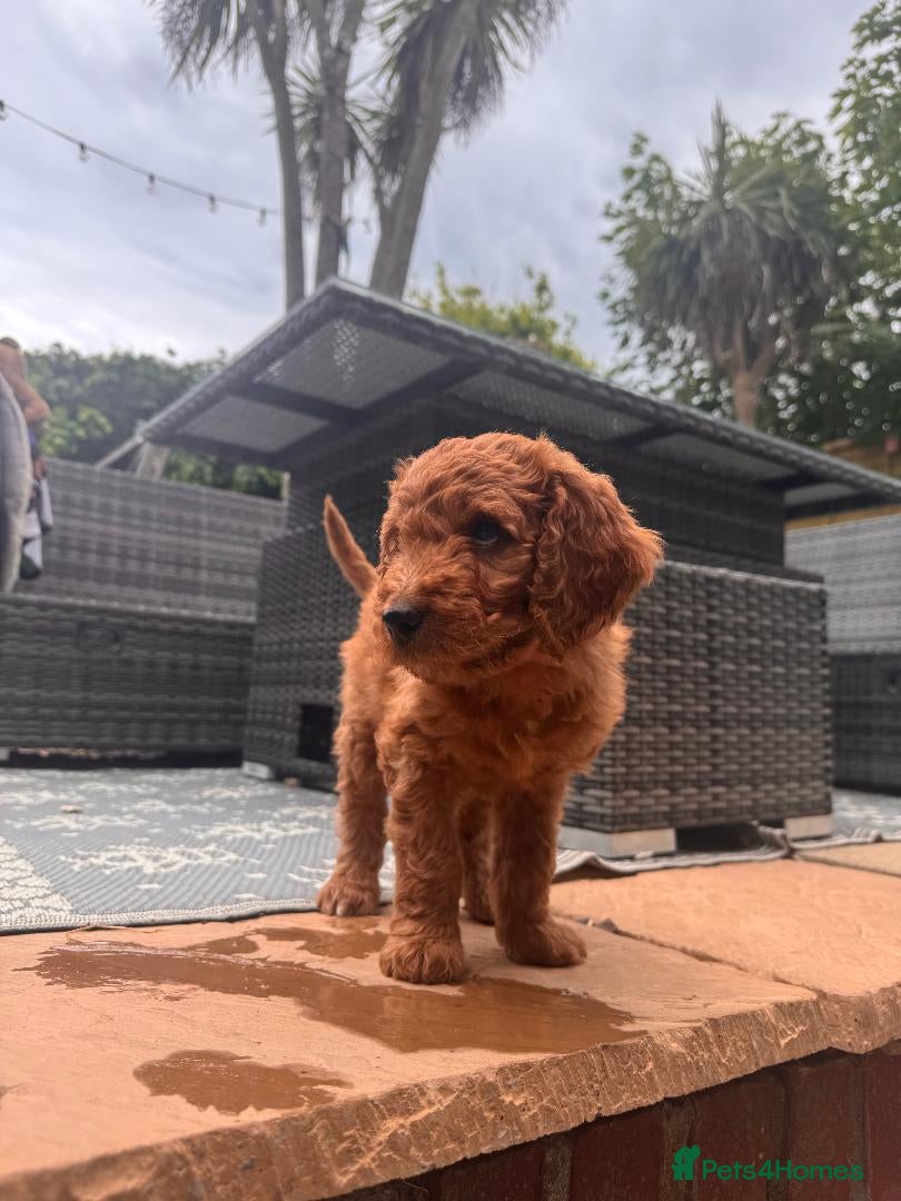 Mixed Breed dogs Adorable Australian fleece/wool Labradoodles - Advert 15