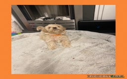 Maltipoo dogs for sale: Stunning F1 Maltipoo Puppies!!! - Image 11