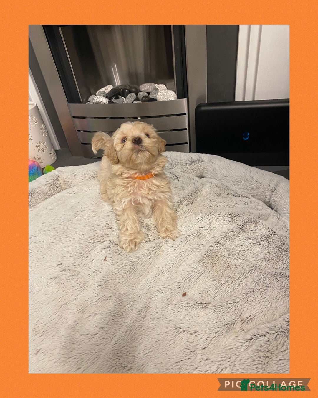 Maltipoo dogs for sale: Stunning F1 Maltipoo Puppies!!! - Image 11
