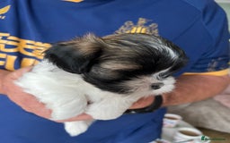 Lhasa Apso dogs for sale: Adorable babies  - Image 10