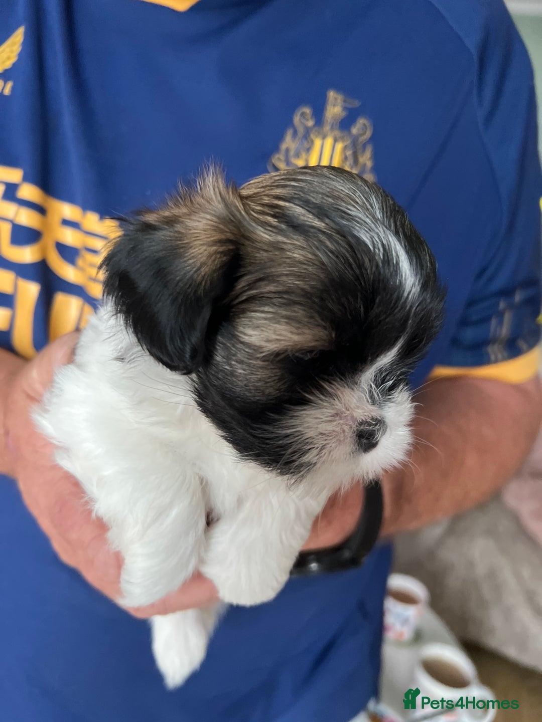Lhasa Apso dogs for sale: Adorable babies  - Image 10