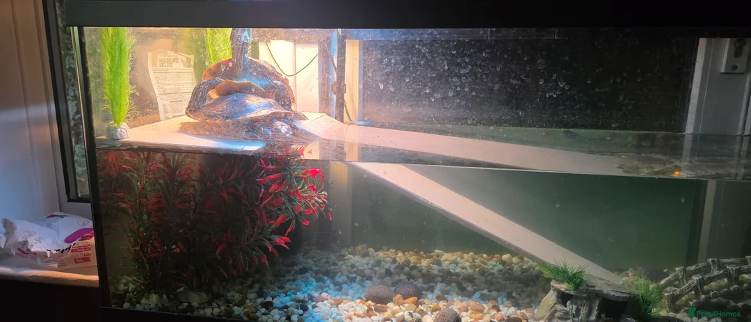 Turtle reptiles for sale: Aquatic turtles for sale. in London - Advert 3