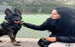 Belgian Shepherd Dog dogs for sale: Part Trained protection dog for sale - Image 3