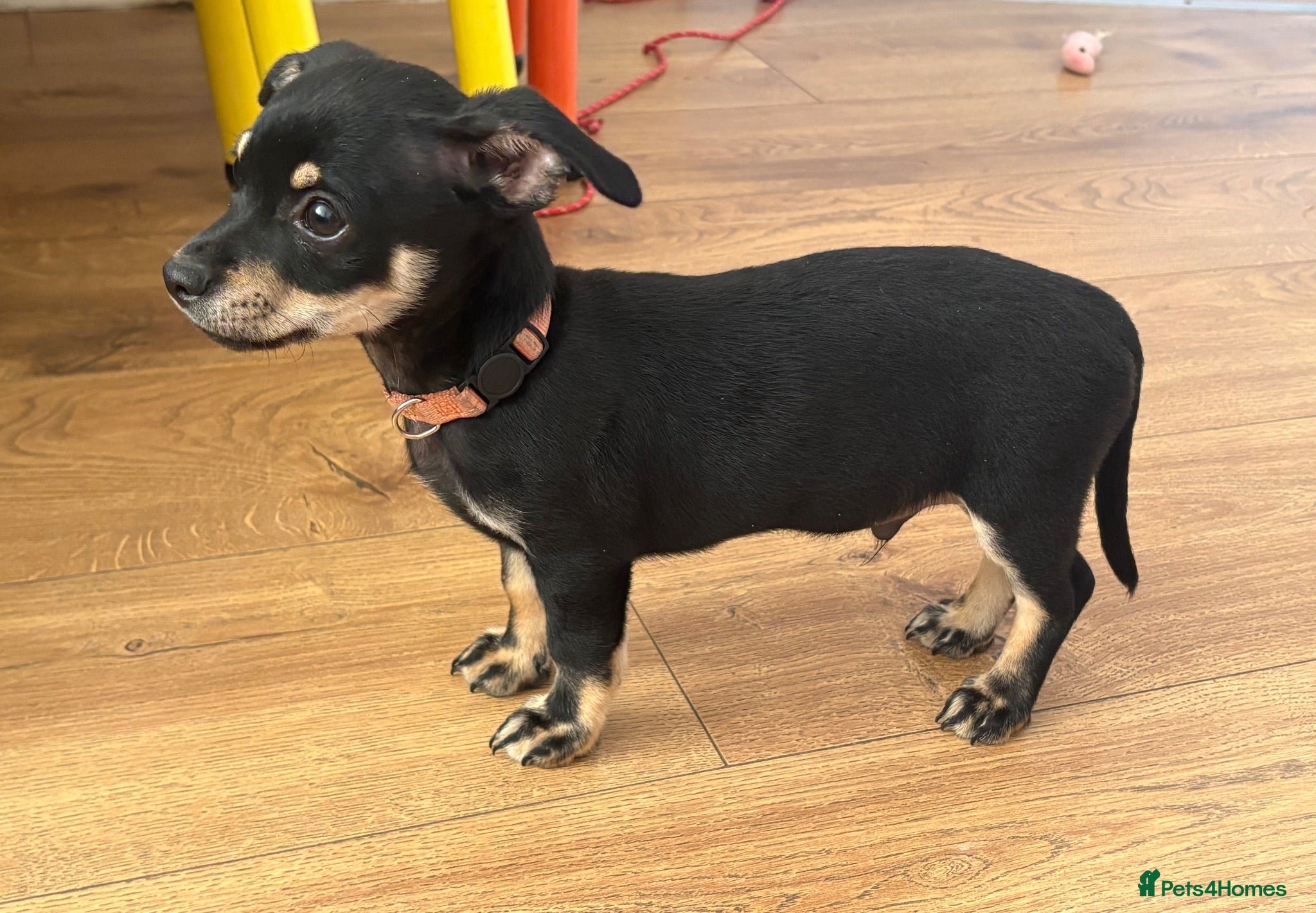 Mixed Breed dogs Last Chihuahua×Mini Pinscher Puppy 🐾  - Advert 1