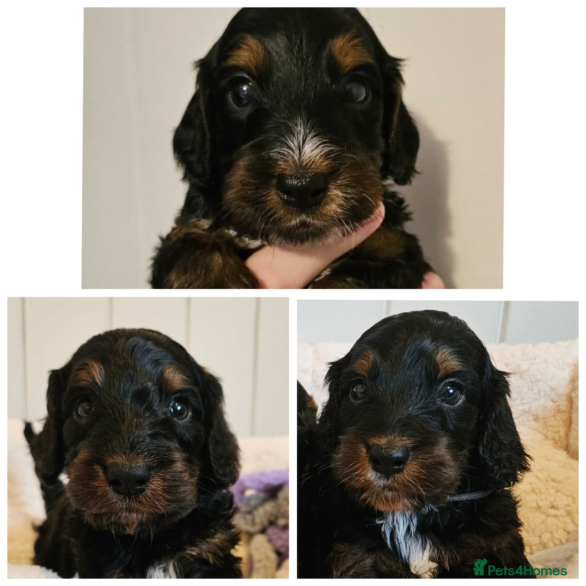 Cockapoo dogs Licensed insured breeder! Show-type cockapoo boys - Advert 1