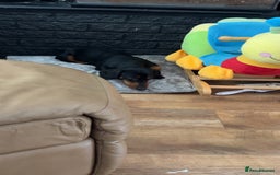 Dachshund dogs for sale: Dachshund male - Image 6