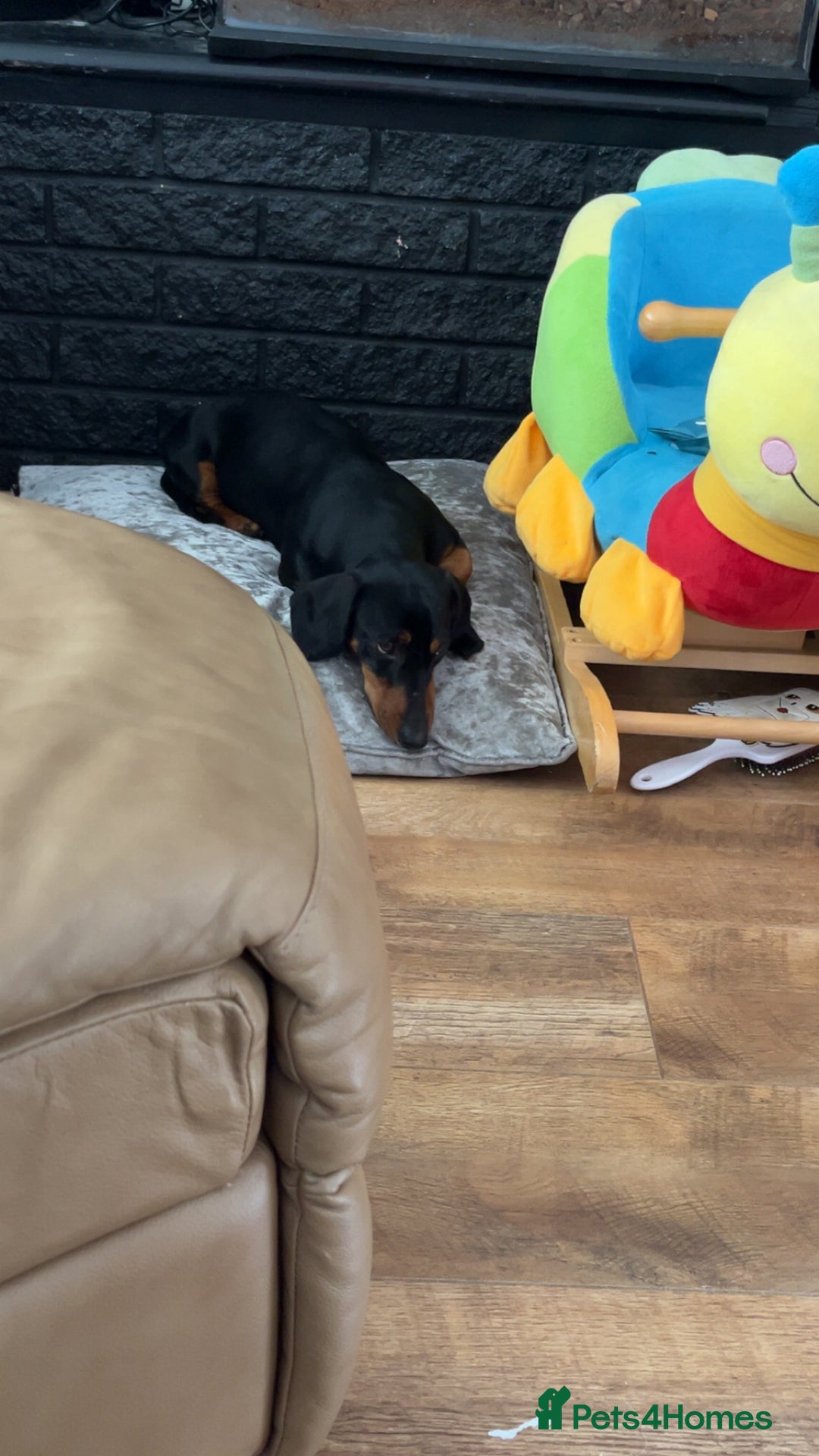 Dachshund dogs for sale: Dachshund male - Image 6