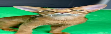 Abyssinian Kitten 2