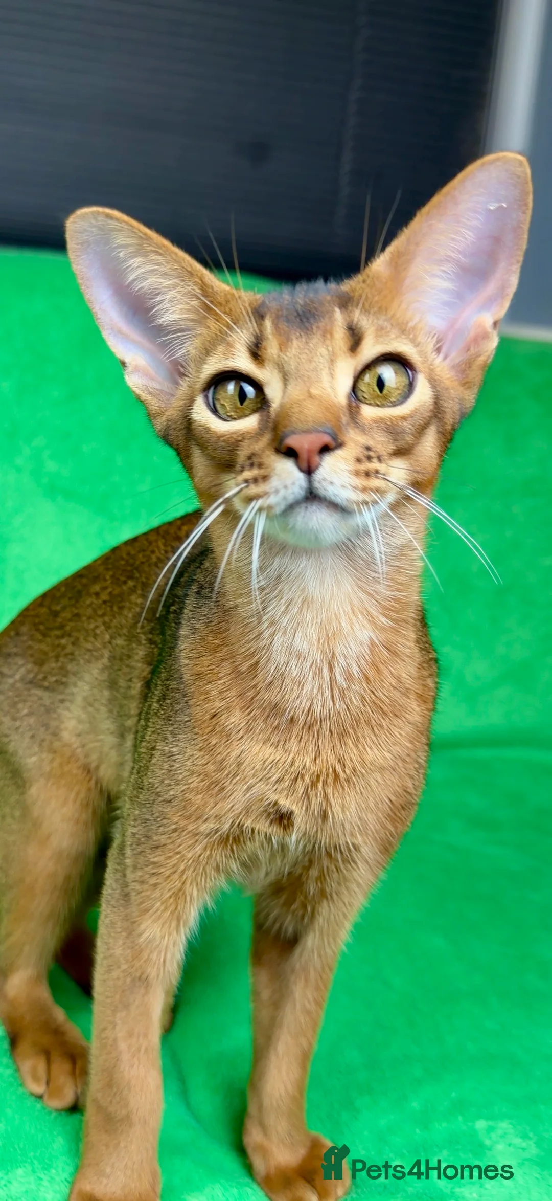 Abyssinian cats for sale: One boy left🤎Raised with Love Abyssinian Kittens - Advert 32