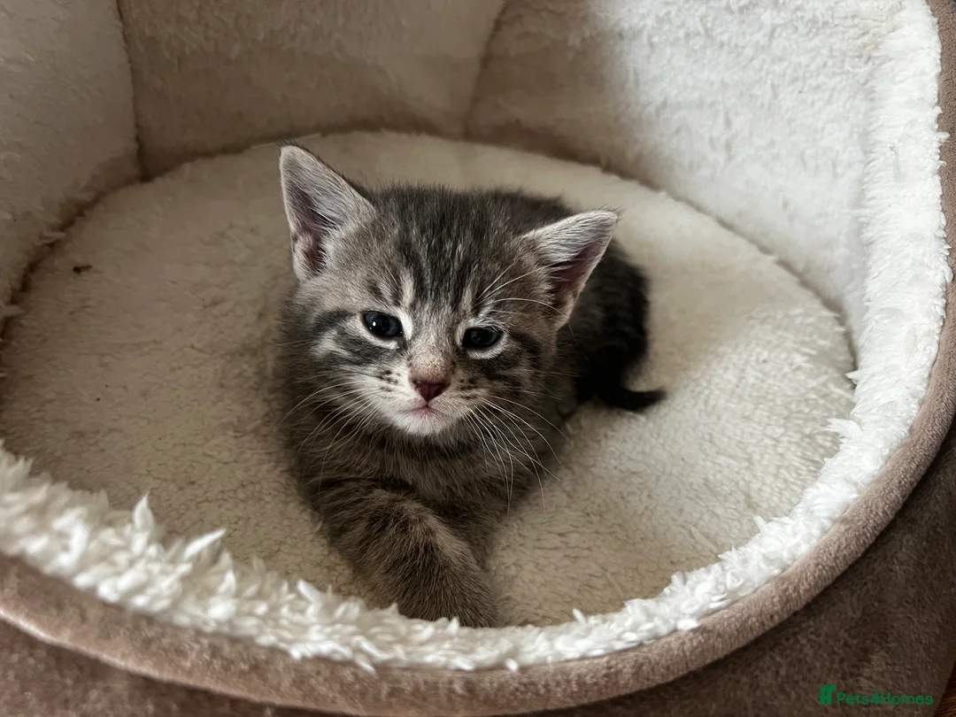 Mixed Breed cats for sale: 5 Gorgeous Bengal x Norwegian Forest x Bombay cats - Advert 2