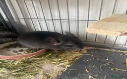 Chinchilla rodents for sale: Chinchillas  in Hemel Hempstead - Image 2