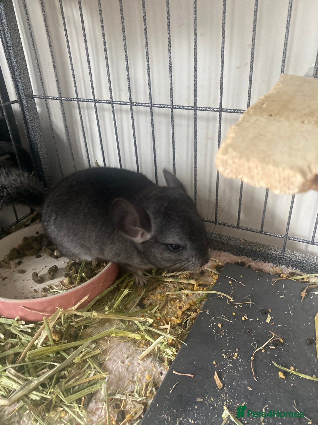 Chinchilla rodents for sale: Chinchillas  in Hemel Hempstead - Image 2